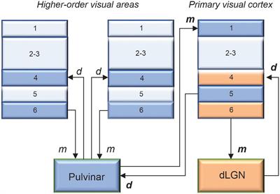 The dorsal lateral geniculate nucleus and the pulvinar as essential partners for visual cortical functions